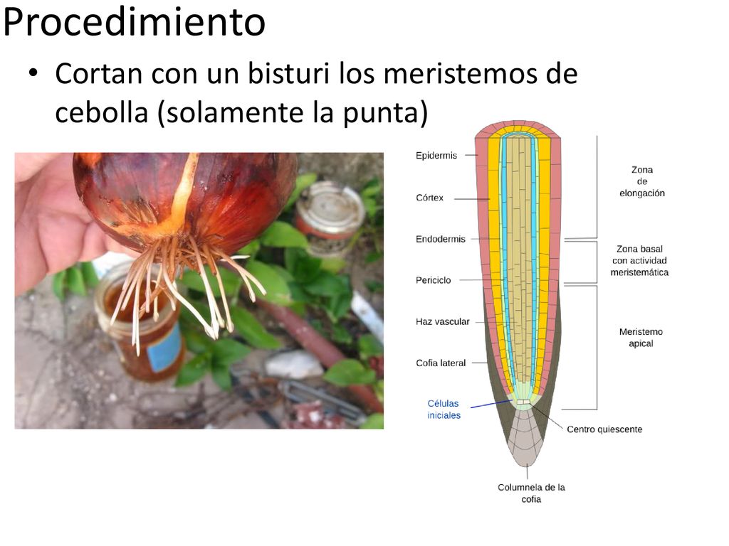 Procedimiento Cortan con un bisturi los meristemos de cebolla (solamente la punta)