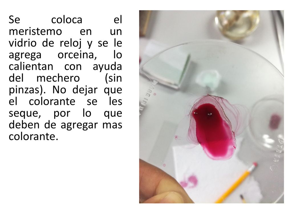 Se coloca el meristemo en un vidrio de reloj y se le agrega orceina, lo calientan con ayuda del mechero (sin pinzas).