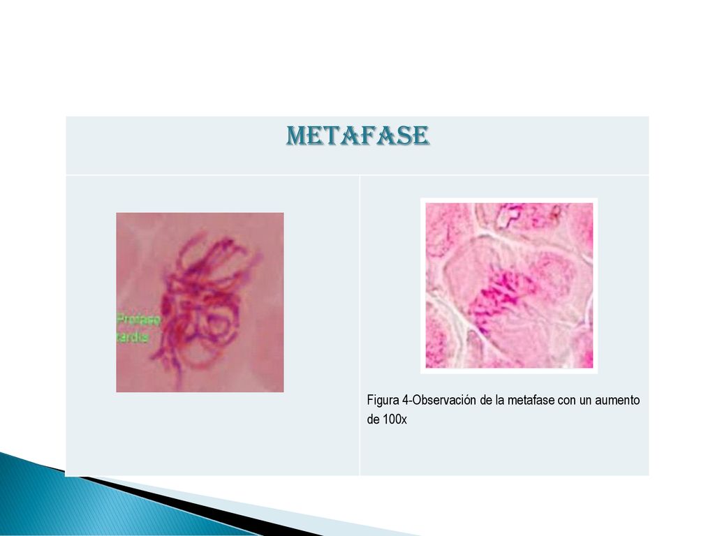 METAFASE Figura 4-Observación de la metafase con un aumento de 100x