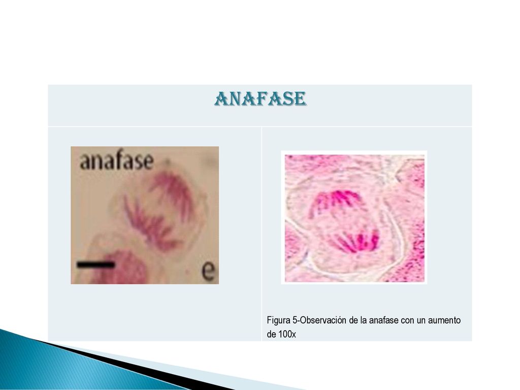 ANAFASE Figura 5-Observación de la anafase con un aumento de 100x