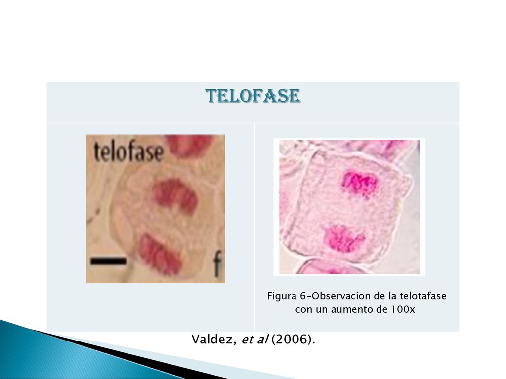 Figura 6-Observacion de la telotafase con un aumento de 100x