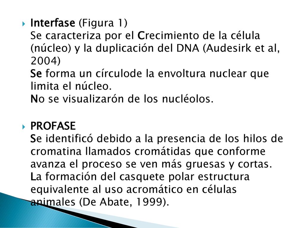 Interfase (Figura 1) Se caracteriza por el Crecimiento de la célula (núcleo) y la duplicación del DNA (Audesirk et al, 2004) Se forma un círculode la envoltura nuclear que limita el núcleo. No se visualizarón de los nucléolos.