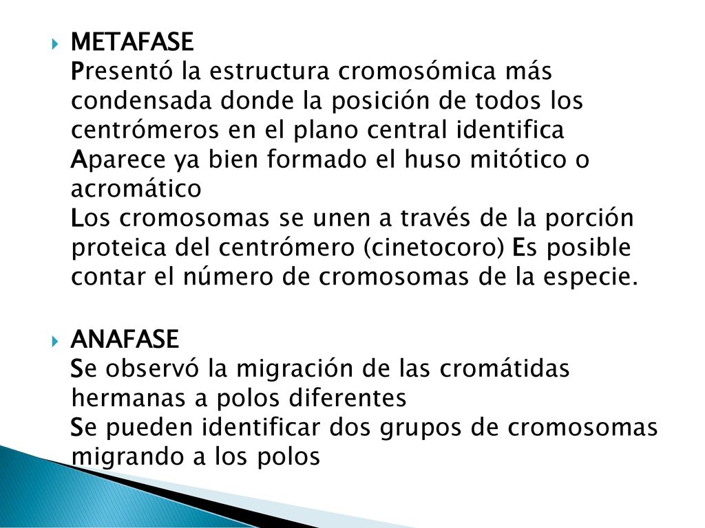 METAFASE Presentó la estructura cromosómica más condensada donde la posición de todos los centrómeros en el plano central identifica Aparece ya bien formado el huso mitótico o acromático Los cromosomas se unen a través de la porción proteica del centrómero (cinetocoro) Es posible contar el número de cromosomas de la especie.