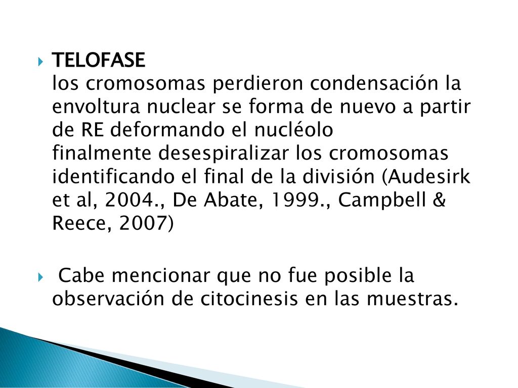TELOFASE los cromosomas perdieron condensación la envoltura nuclear se forma de nuevo a partir de RE deformando el nucléolo finalmente desespiralizar los cromosomas identificando el final de la división (Audesirk et al, 2004., De Abate, 1999., Campbell & Reece, 2007)