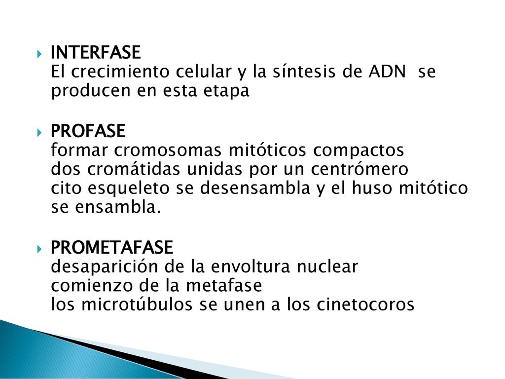 INTERFASE El crecimiento celular y la síntesis de ADN se producen en esta etapa