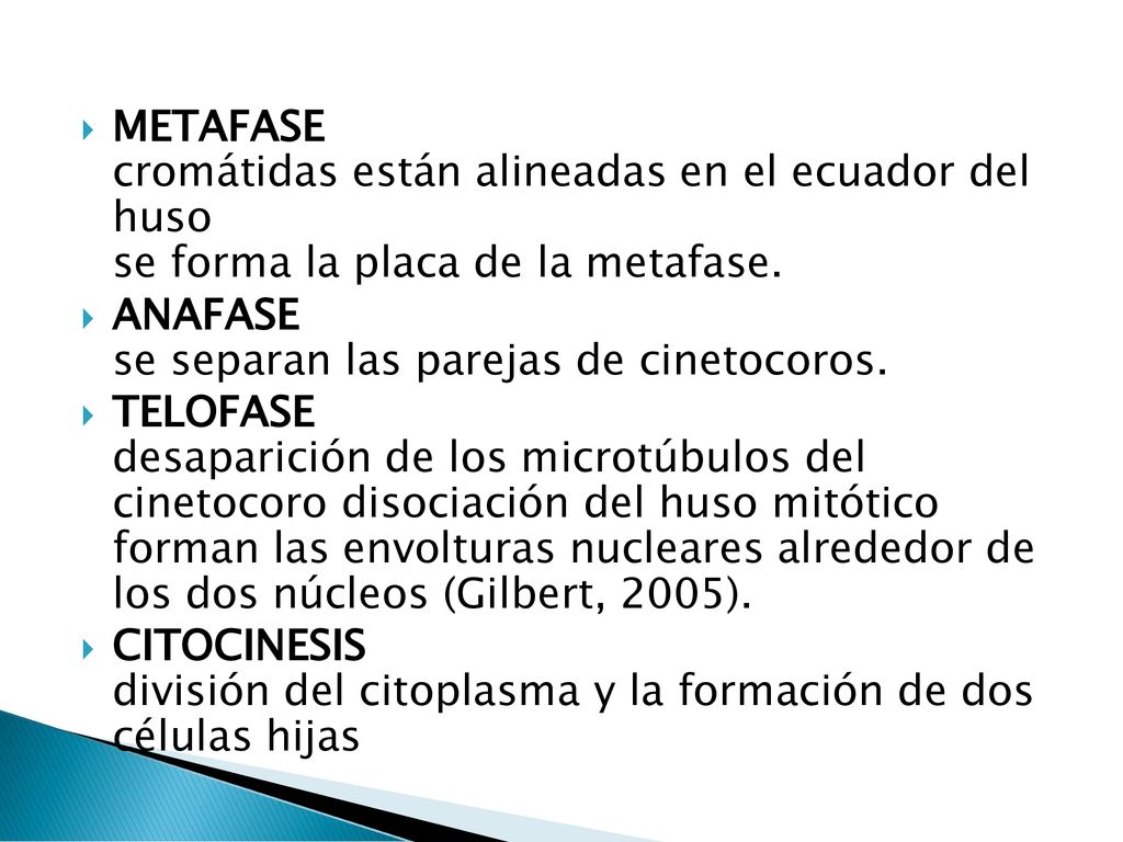 METAFASE cromátidas están alineadas en el ecuador del huso se forma la placa de la metafase.