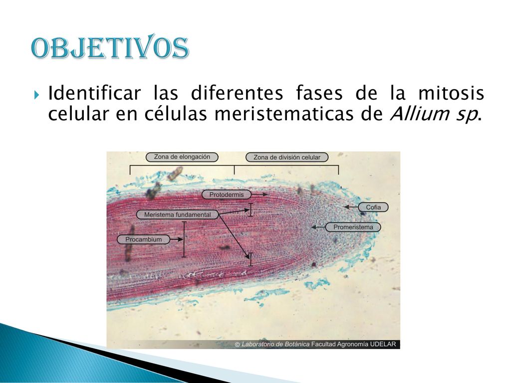 OBJETIVOS Identificar las diferentes fases de la mitosis celular en células meristematicas de Allium sp.
