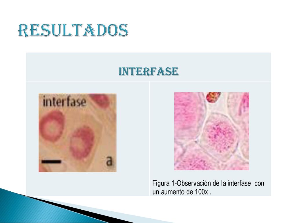RESULTADOS INTERFASE Figura 1-Observación de la interfase con un aumento de 100x .