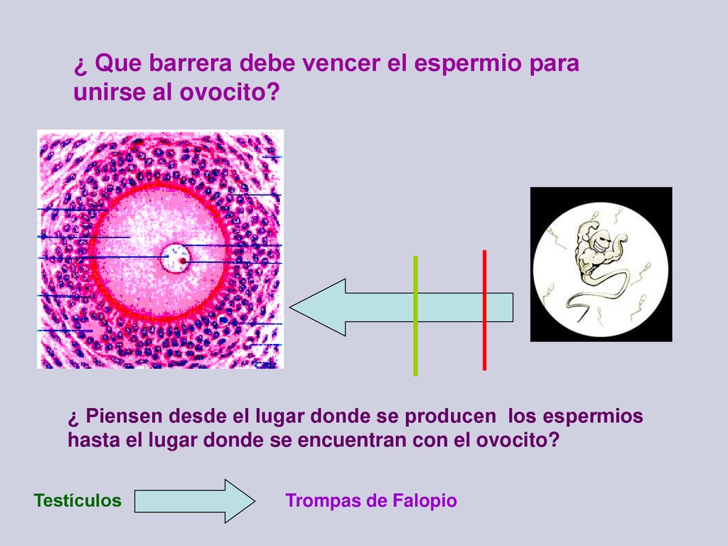 ¿ Que barrera debe vencer el espermio para unirse al ovocito