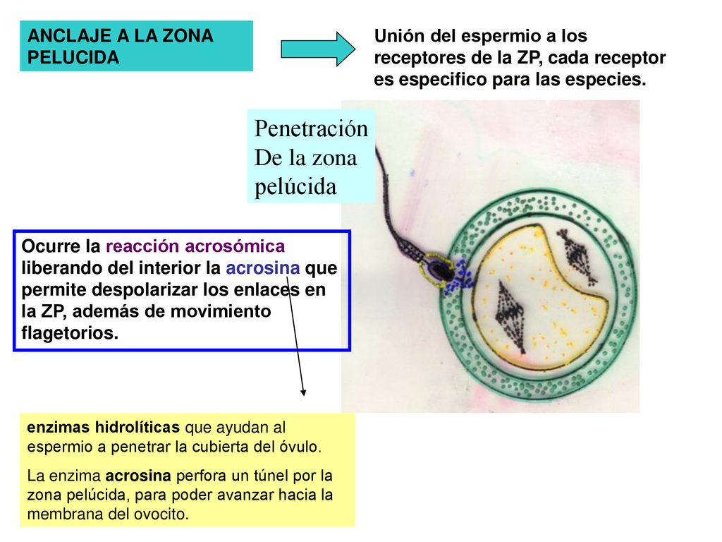 Penetración De la zona pelúcida ANCLAJE A LA ZONA PELUCIDA