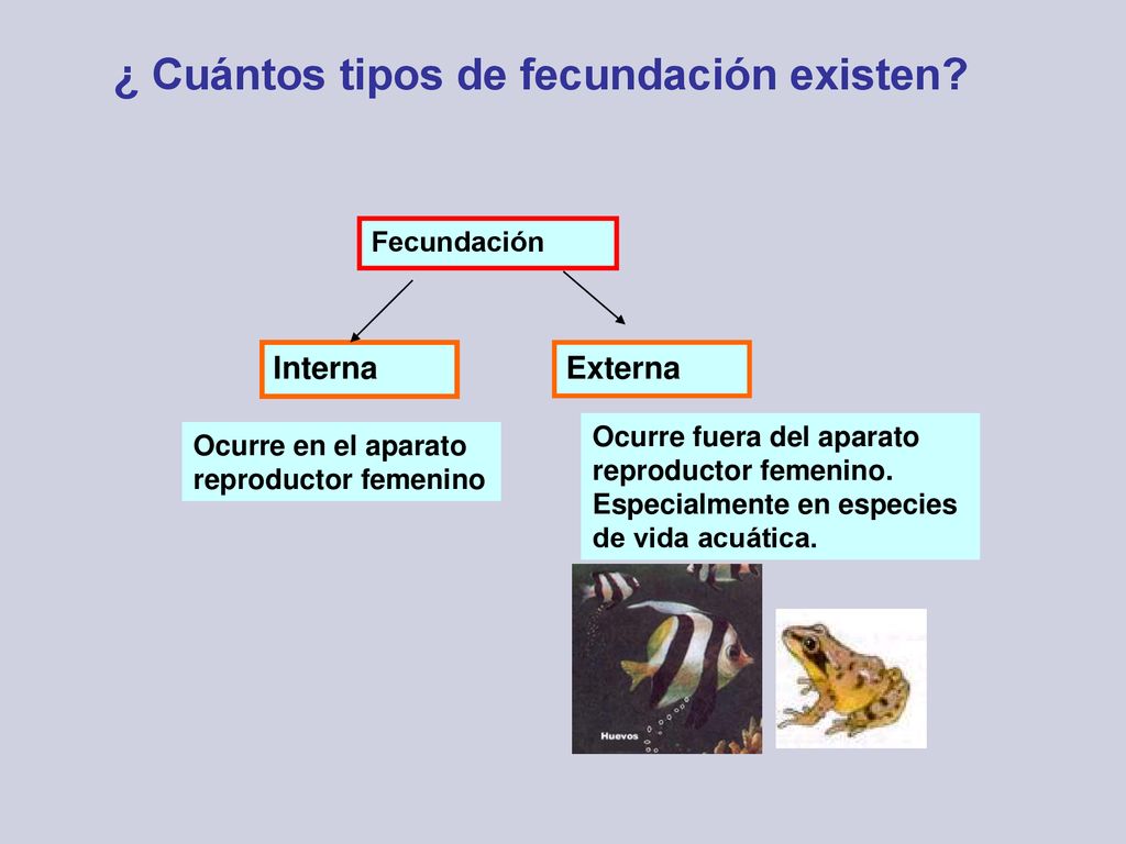 ¿ Cuántos tipos de fecundación existen