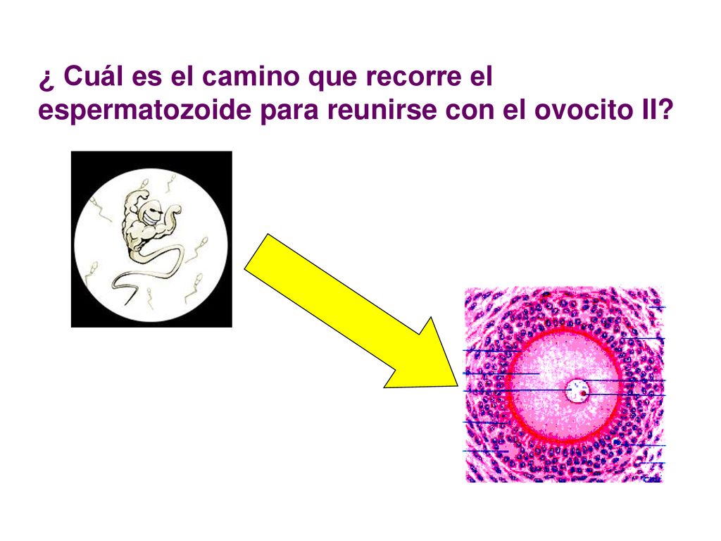 ¿ Cuál es el camino que recorre el espermatozoide para reunirse con el ovocito II
