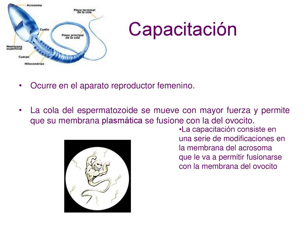 Capacitación Ocurre en el aparato reproductor femenino.