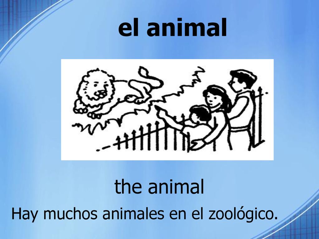 el animal the animal Hay muchos animales en el zoológico.