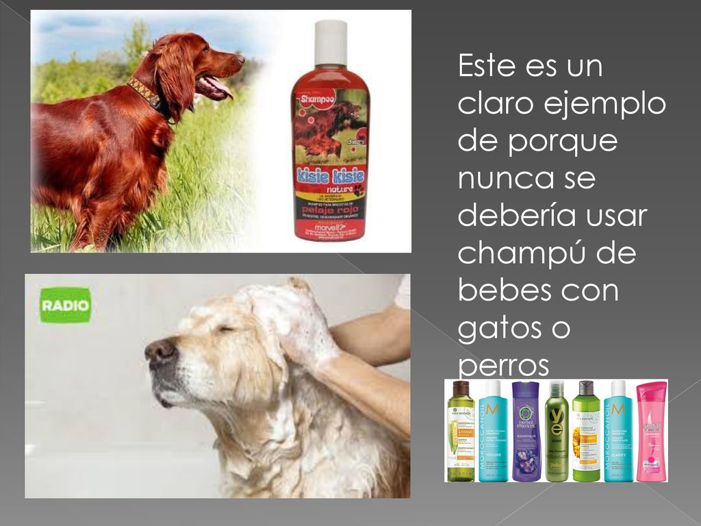 Este es un claro ejemplo de porque nunca se debería usar champú de bebes con gatos o perros