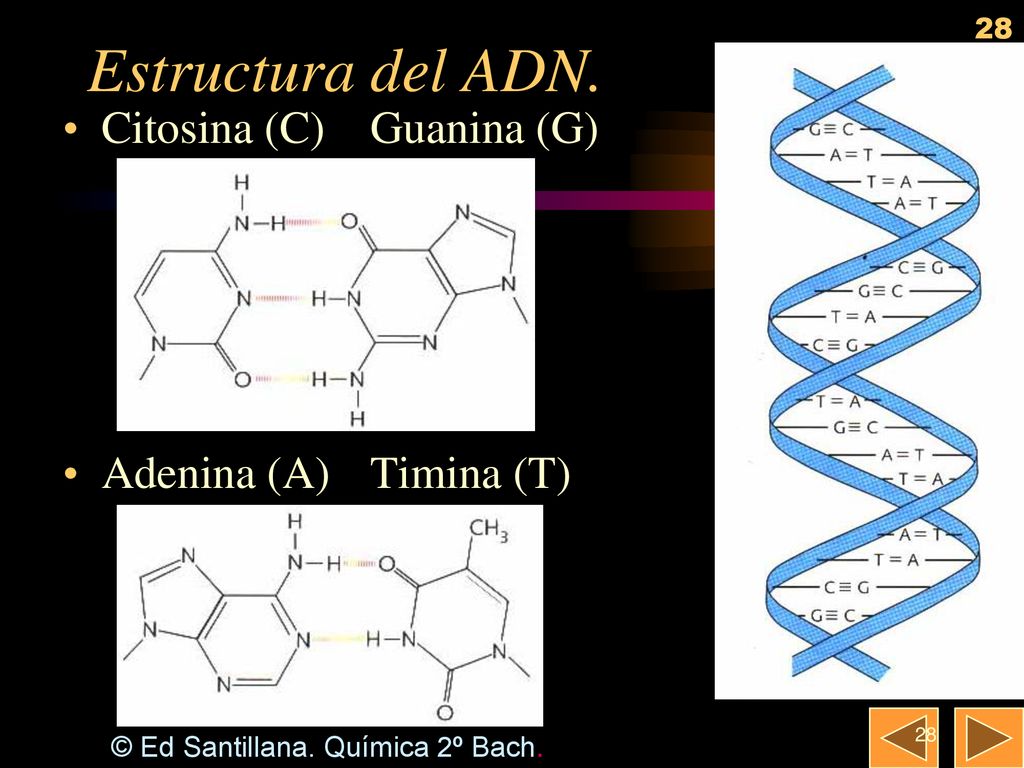 Estructura del ADN. Citosina (C) Guanina (G) Adenina (A) Timina (T)