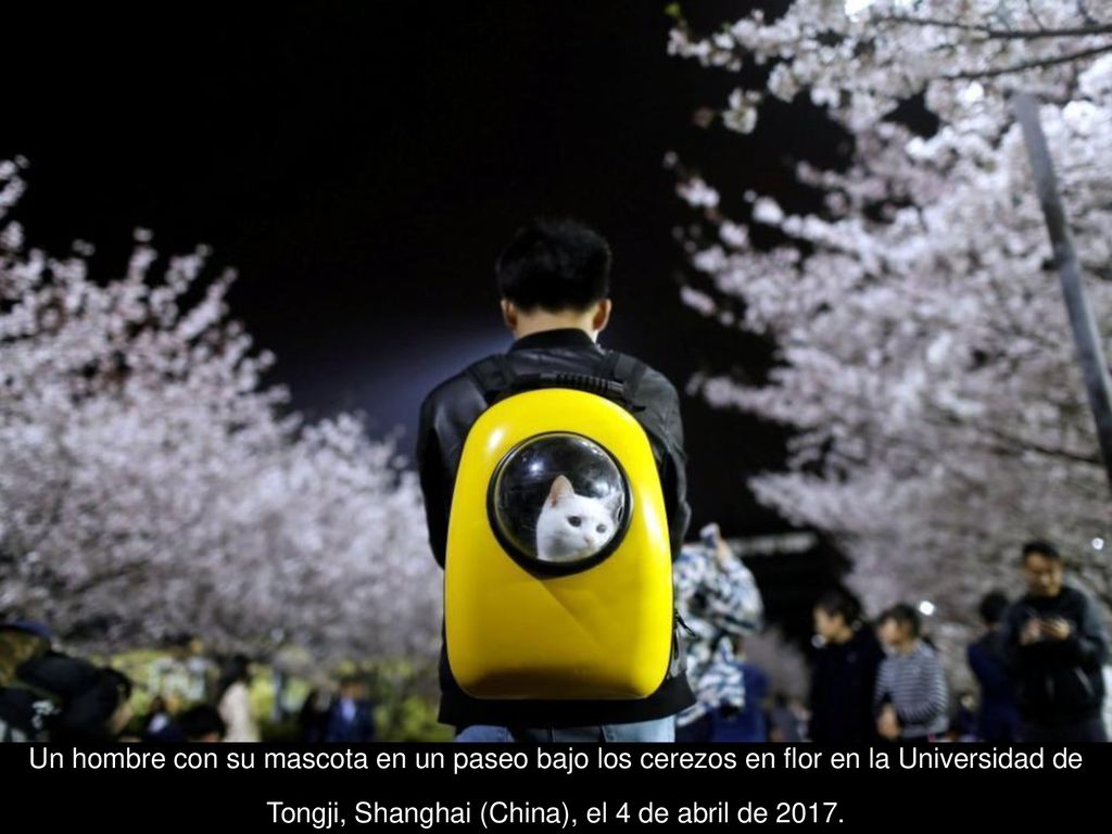 Un hombre con su mascota en un paseo bajo los cerezos en flor en la Universidad de Tongji, Shanghai (China), el 4 de abril de 2017.