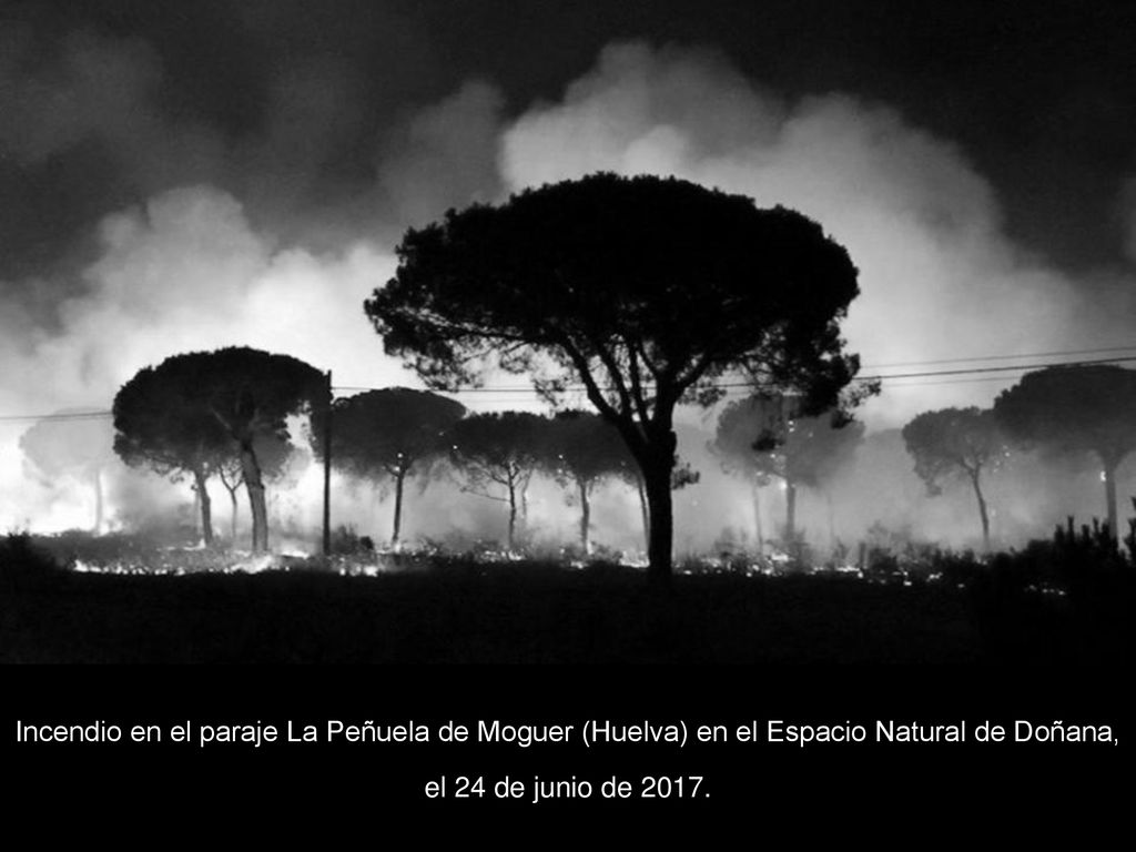 Incendio en el paraje La Peñuela de Moguer (Huelva) en el Espacio Natural de Doñana, el 24 de junio de 2017.