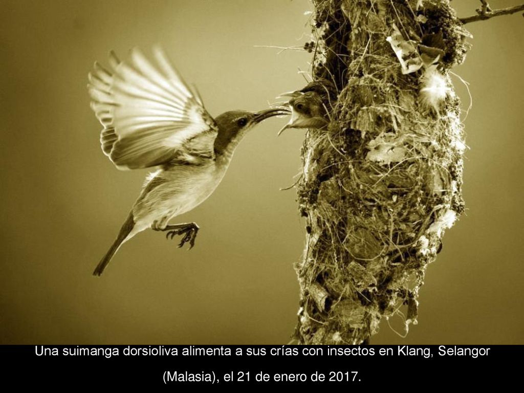 Una suimanga dorsioliva alimenta a sus crías con insectos en Klang, Selangor (Malasia), el 21 de enero de 2017.