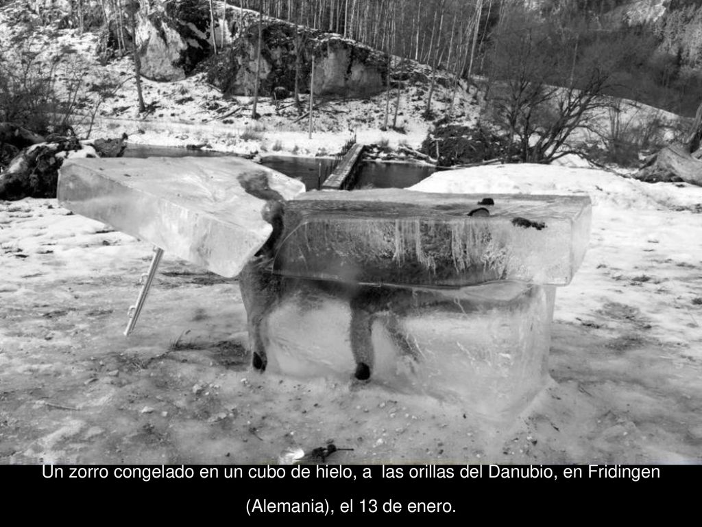 Un zorro congelado en un cubo de hielo, a las orillas del Danubio, en Fridingen (Alemania), el 13 de enero.