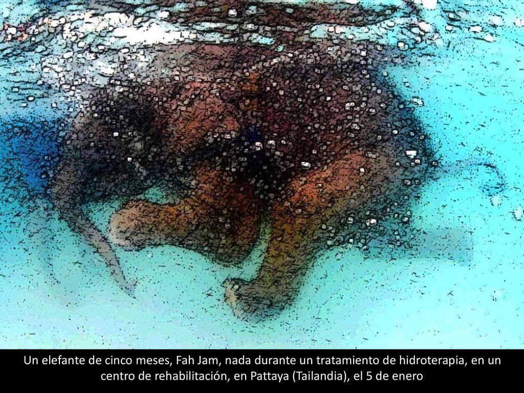 Un elefante de cinco meses, Fah Jam, nada durante un tratamiento de hidroterapia, en un centro de rehabilitación, en Pattaya (Tailandia), el 5 de enero