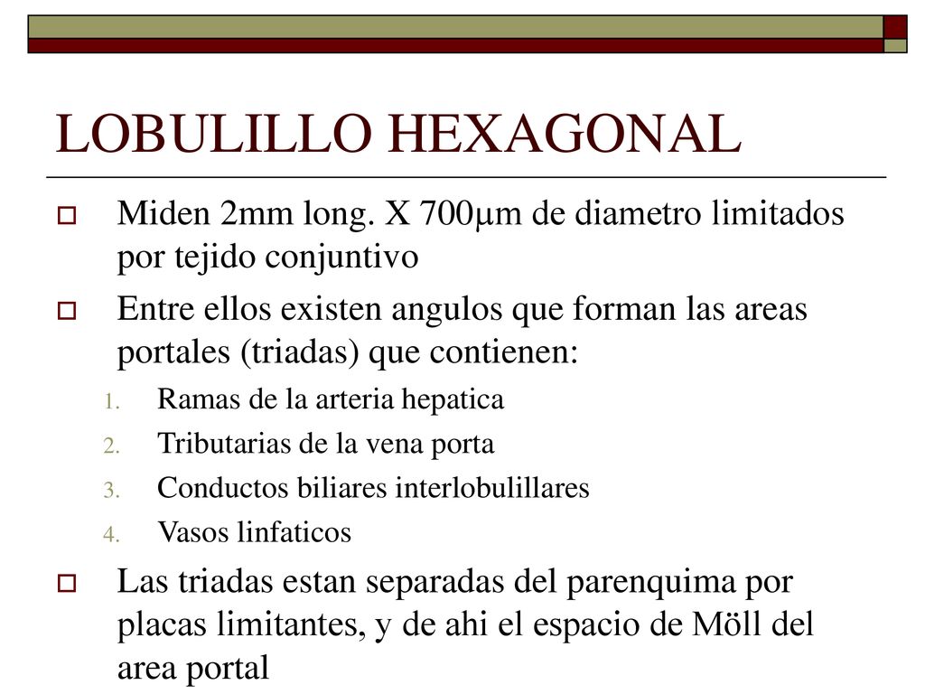 LOBULILLO HEXAGONAL Miden 2mm long. X 700µm de diametro limitados por tejido conjuntivo.