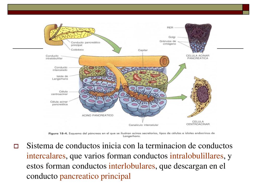 Sistema de conductos inicia con la terminacion de conductos intercalares, que varios forman conductos intralobulillares, y estos forman conductos interlobulares, que descargan en el conducto pancreatico principal