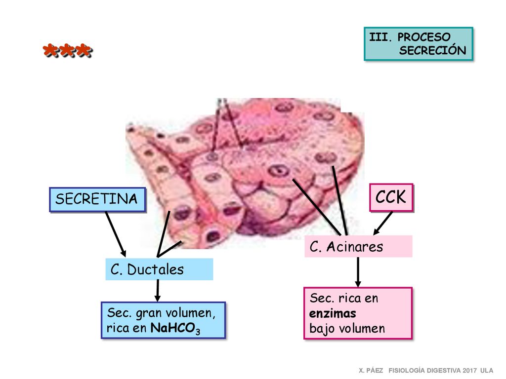 *** CCK SECRETINA C. Acinares C. Ductales Sec. rica en enzimas