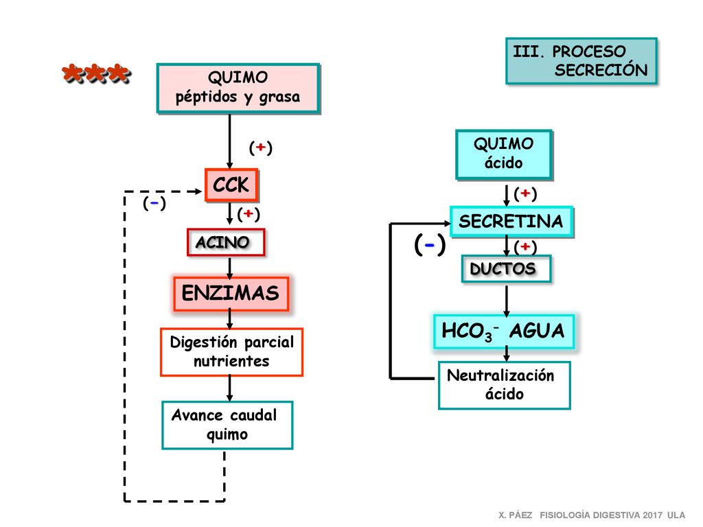 *** (-) CCK ENZIMAS HCO3- AGUA SECRETINA III. PROCESO SECRECIÓN QUIMO