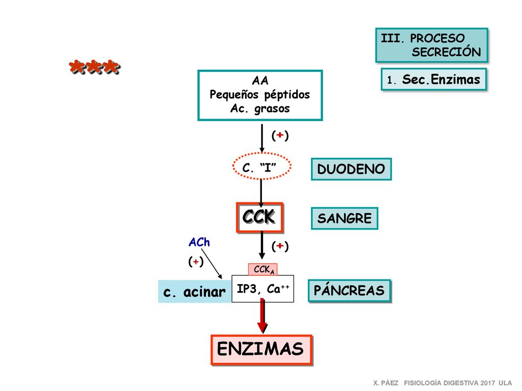 *** CCK ENZIMAS c. acinar DUODENO SANGRE PÁNCREAS III. PROCESO