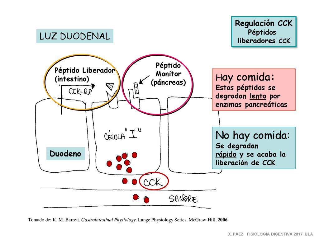 No hay comida: LUZ DUODENAL Hay comida: Regulación CCK Duodeno