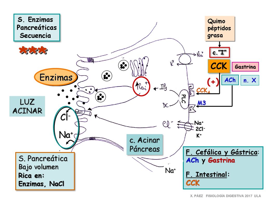 *** CCK Enzimas (+) Cl- Na+ LUZ ACINAR c. Acinar Páncreas