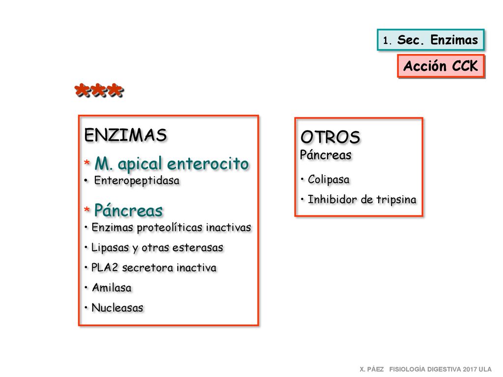 *** ENZIMAS OTROS Acción CCK * M. apical enterocito Páncreas