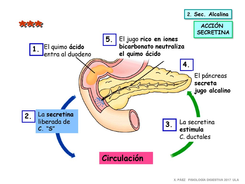 2. Sec. Alcalina *** ACCIÓN. SECRETINA. 5. El jugo rico en iones bicarbonato neutraliza el quimo ácido.