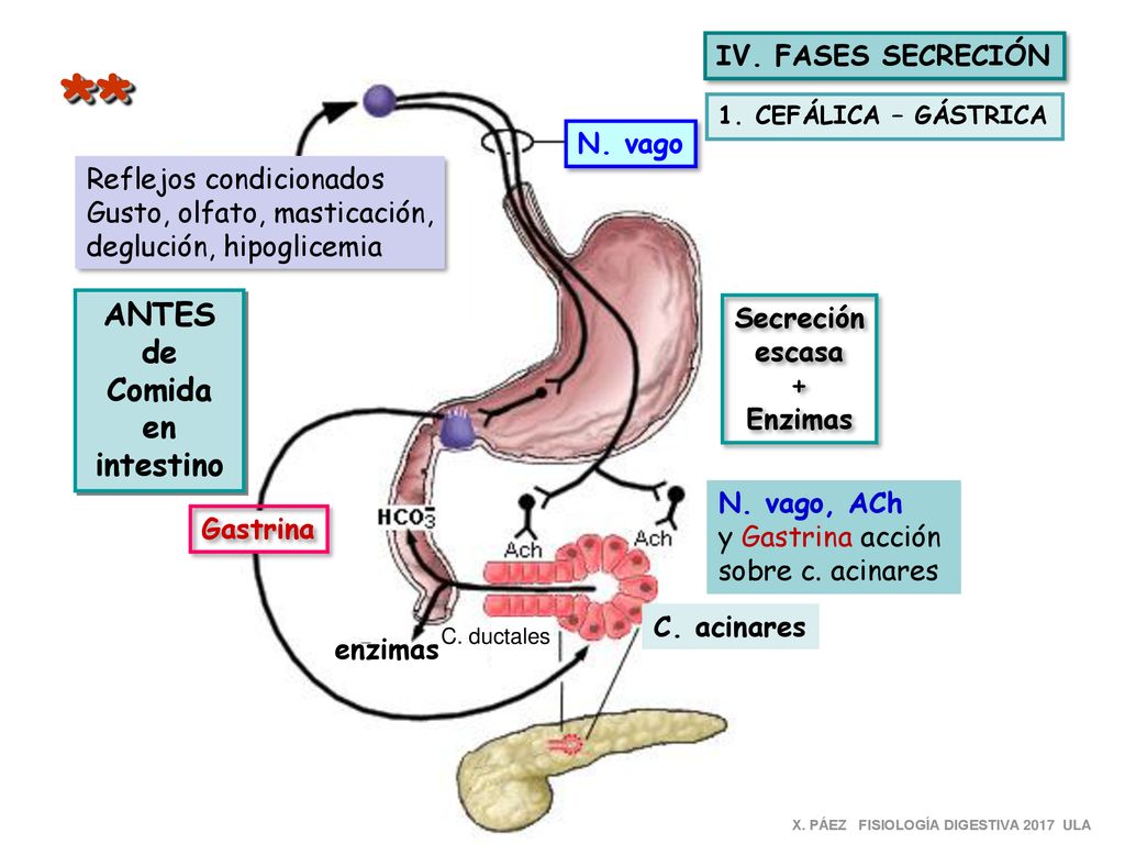 ** ANTES de Comida en intestino IV. FASES SECRECIÓN N. vago