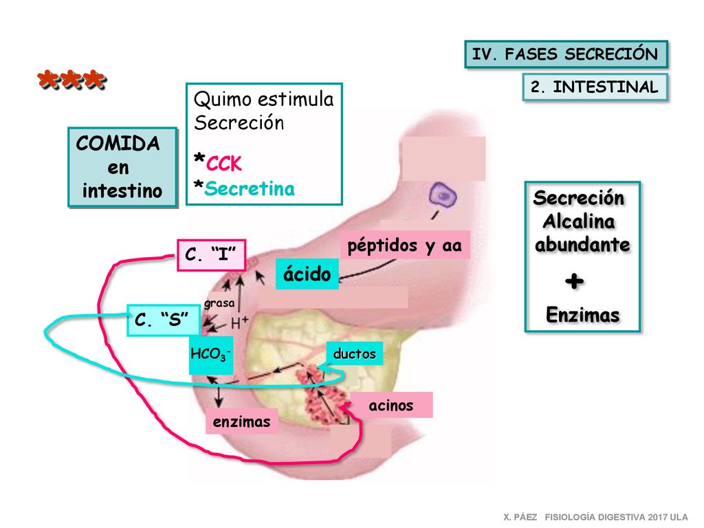 *** + *CCK Quimo estimula Secreción COMIDA *Secretina en intestino