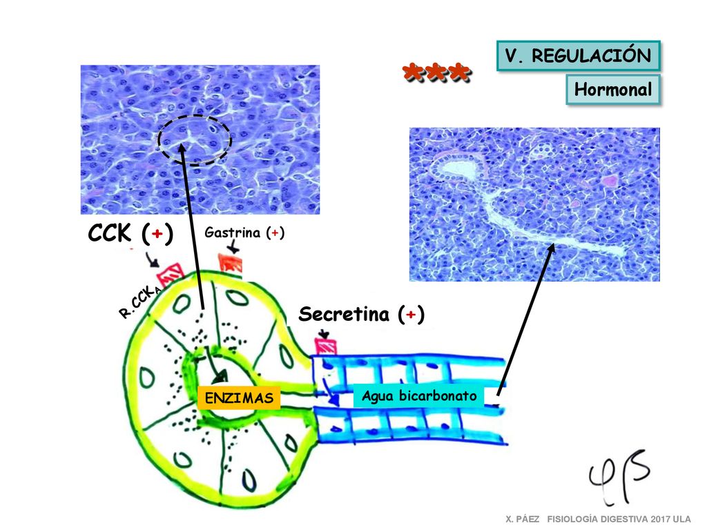 *** CCK (+) Secretina (+) V. REGULACIÓN Hormonal Gastrina (+) R.CCKA