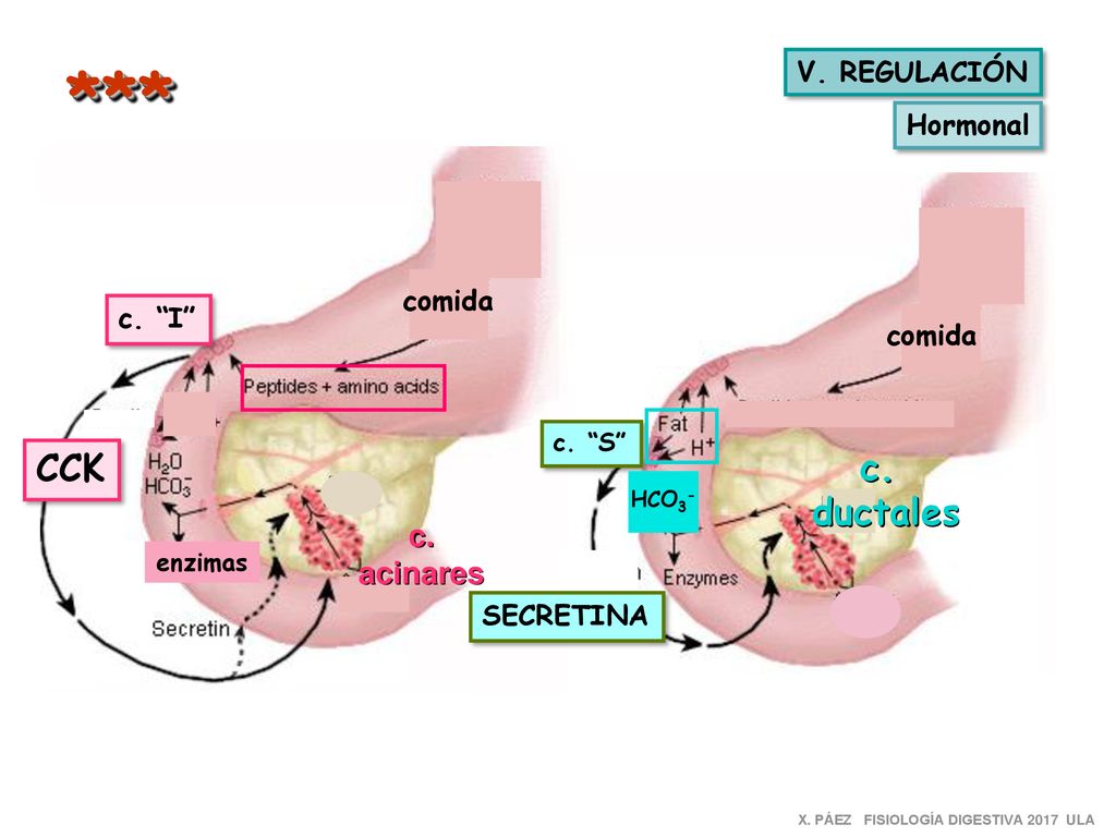 *** CCK c. ductales c. acinares V. REGULACIÓN Hormonal comida c. I