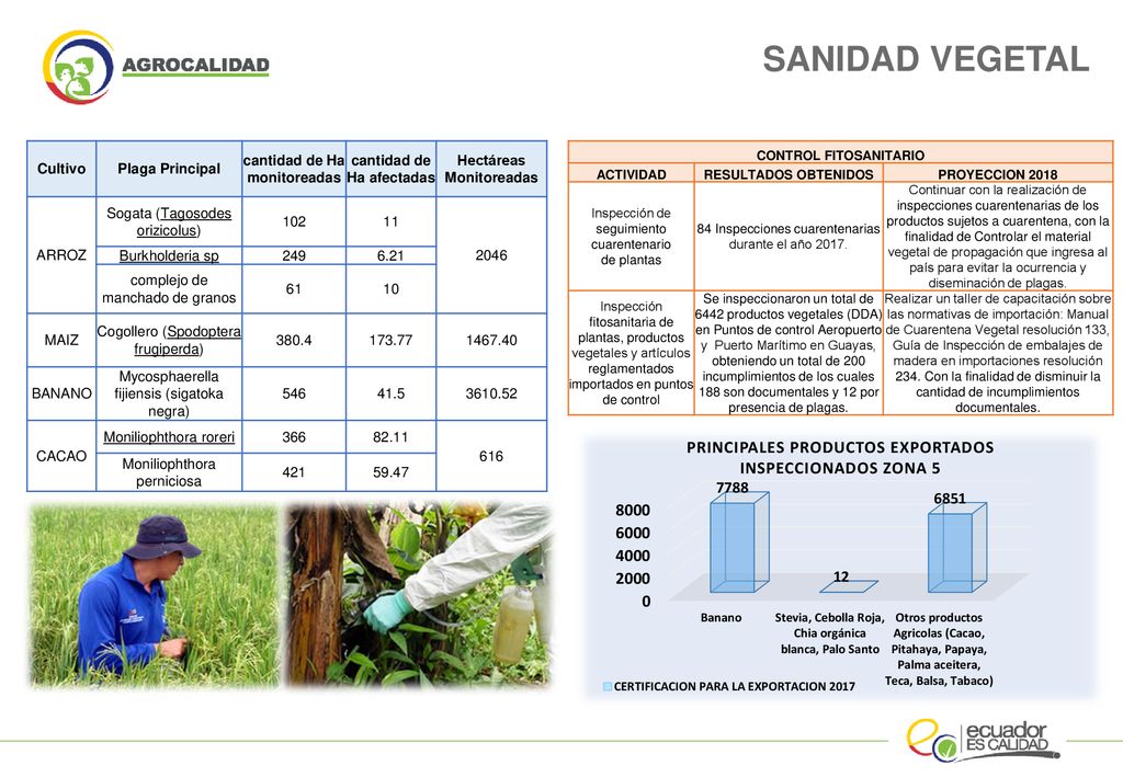 SANIDAD VEGETAL Cultivo Plaga Principal cantidad de Ha monitoreadas