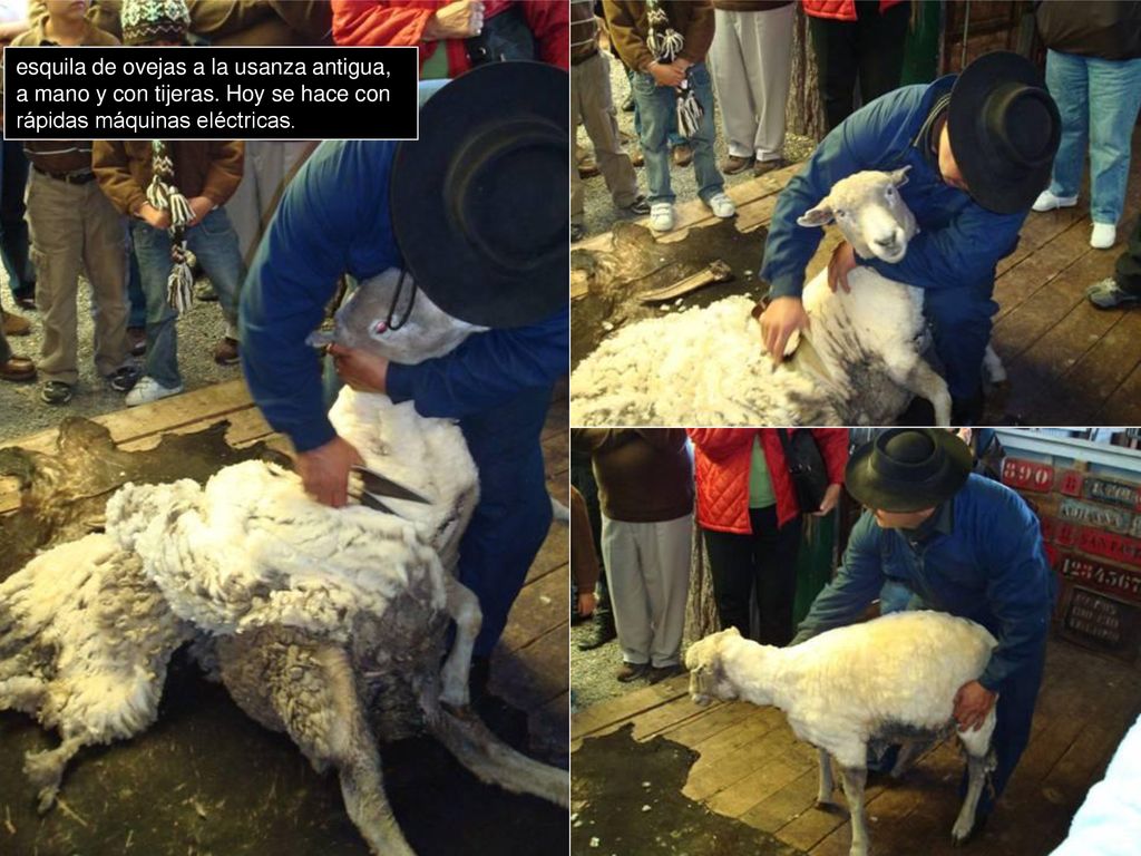 esquila de ovejas a la usanza antigua, a mano y con tijeras