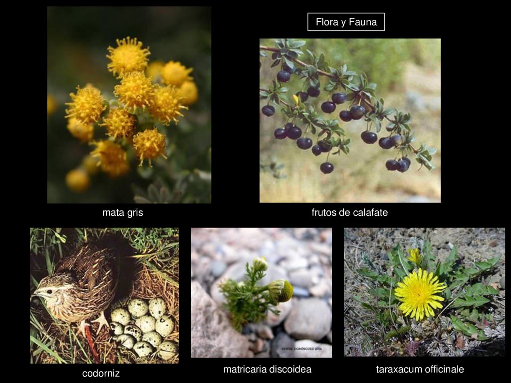 Flora y Fauna mata gris frutos de calafate matricaria discoidea taraxacum officinale codorniz