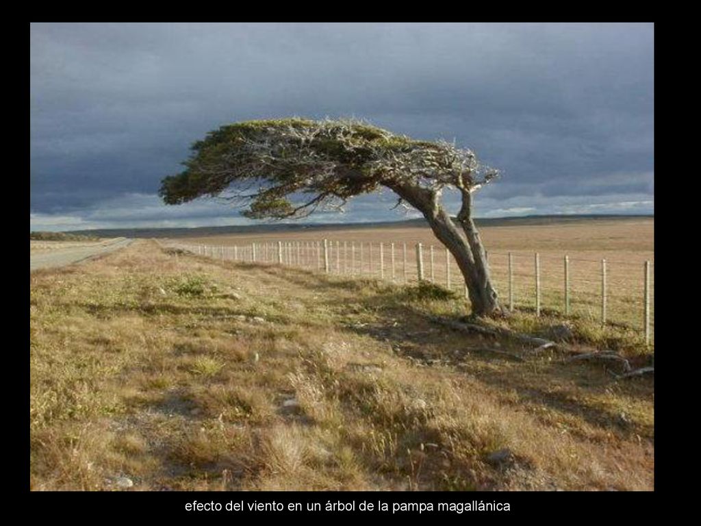 efecto del viento en un árbol de la pampa magallánica