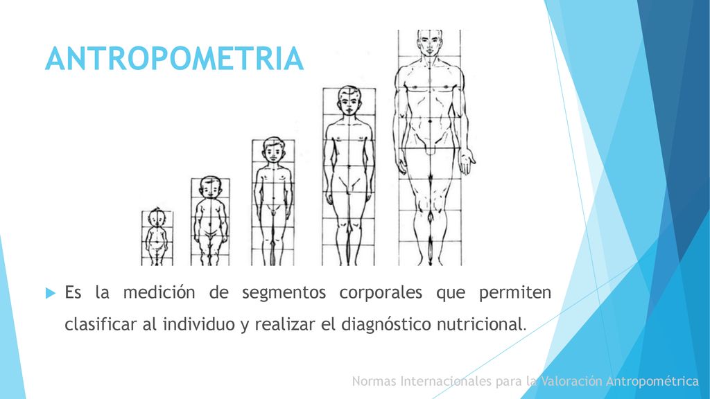 ANTROPOMETRIA Es la medición de segmentos corporales que permiten clasificar al individuo y realizar el diagnóstico nutricional.