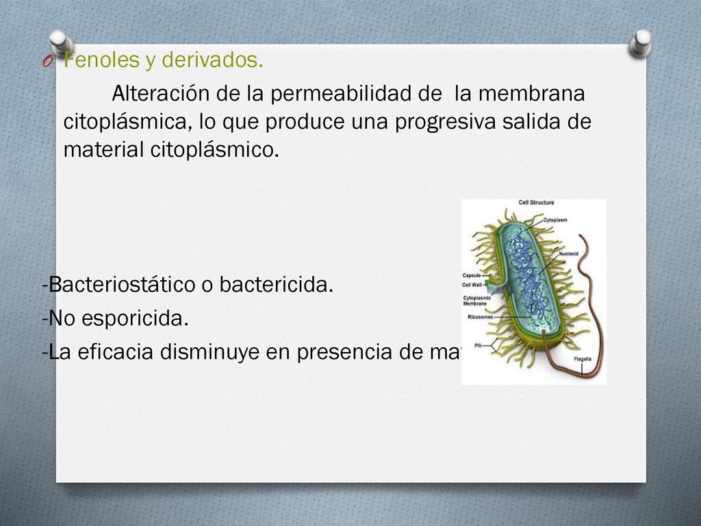 Fenoles y derivados. Alteración de la permeabilidad de la membrana citoplásmica, lo que produce una progresiva salida de material citoplásmico.