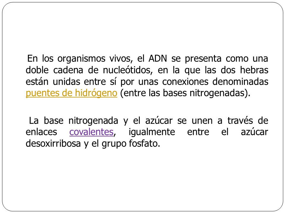 En los organismos vivos, el ADN se presenta como una doble cadena de nucleótidos, en la que las dos hebras están unidas entre sí por unas conexiones denominadas puentes de hidrógeno (entre las bases nitrogenadas).