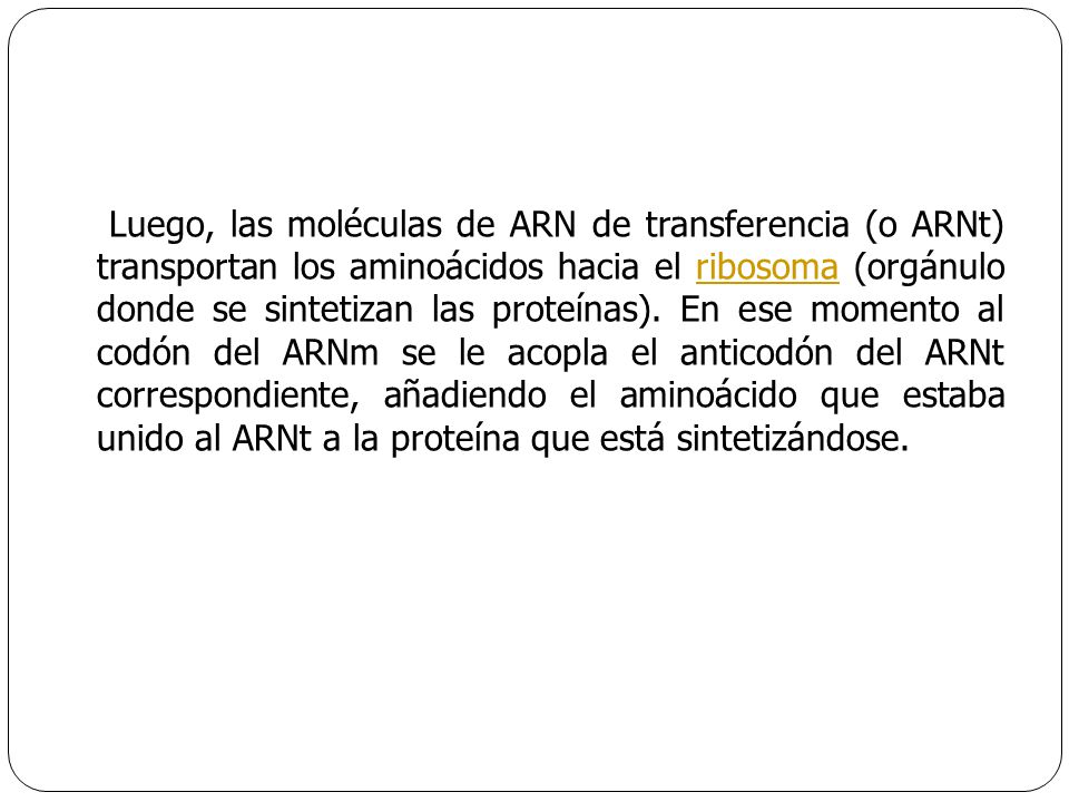 Luego, las moléculas de ARN de transferencia (o ARNt) transportan los aminoácidos hacia el ribosoma (orgánulo donde se sintetizan las proteínas).