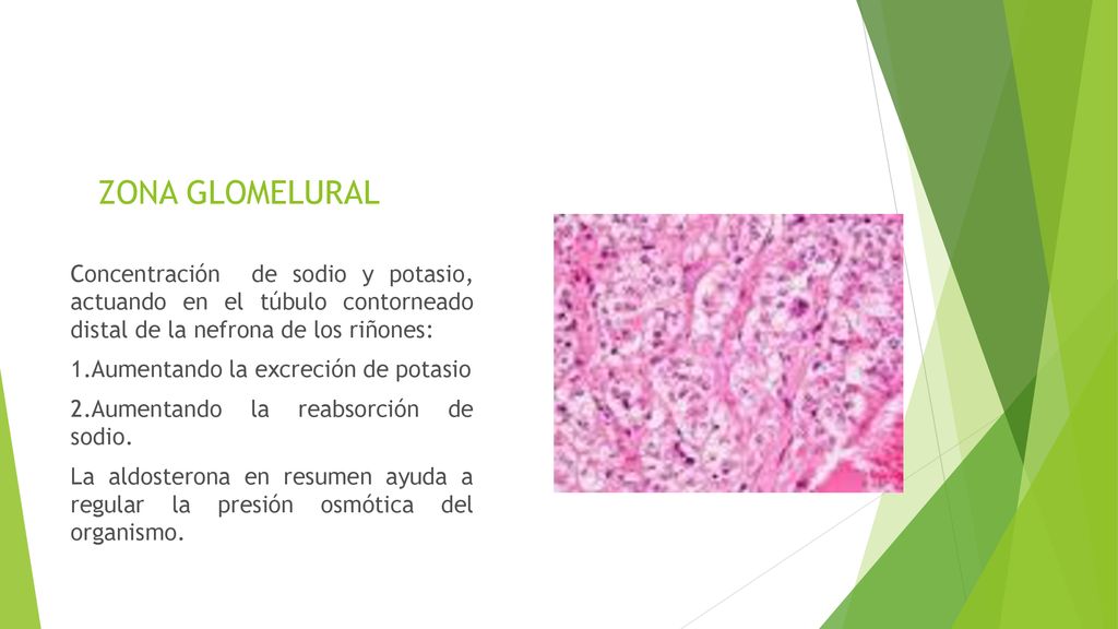 ZONA GLOMELURAL Concentración de sodio y potasio, actuando en el túbulo contorneado distal de la nefrona de los riñones: