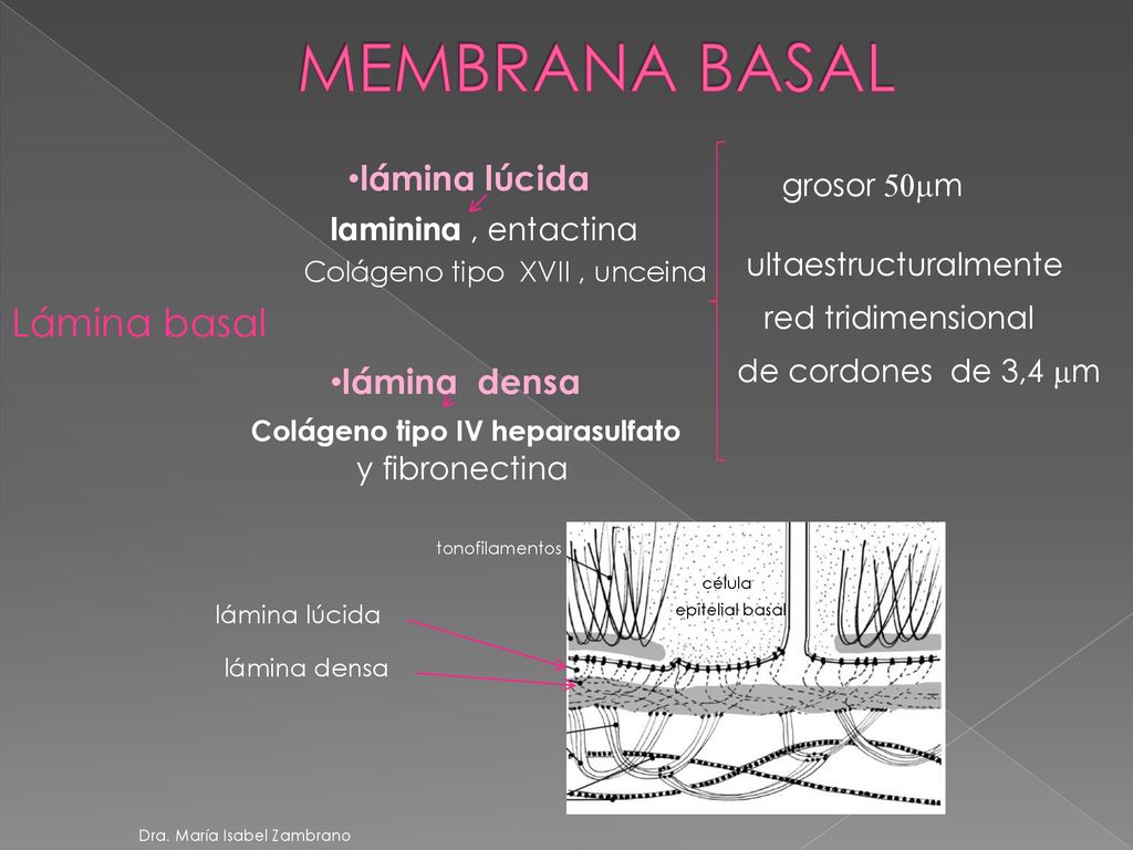 MEMBRANA BASAL Lámina basal lámina lúcida lámina densa grosor 50mm