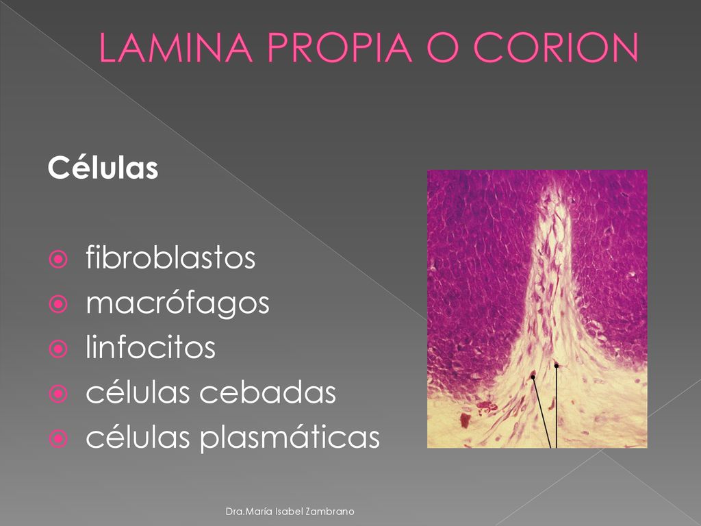 LAMINA PROPIA O CORION Células fibroblastos macrófagos linfocitos