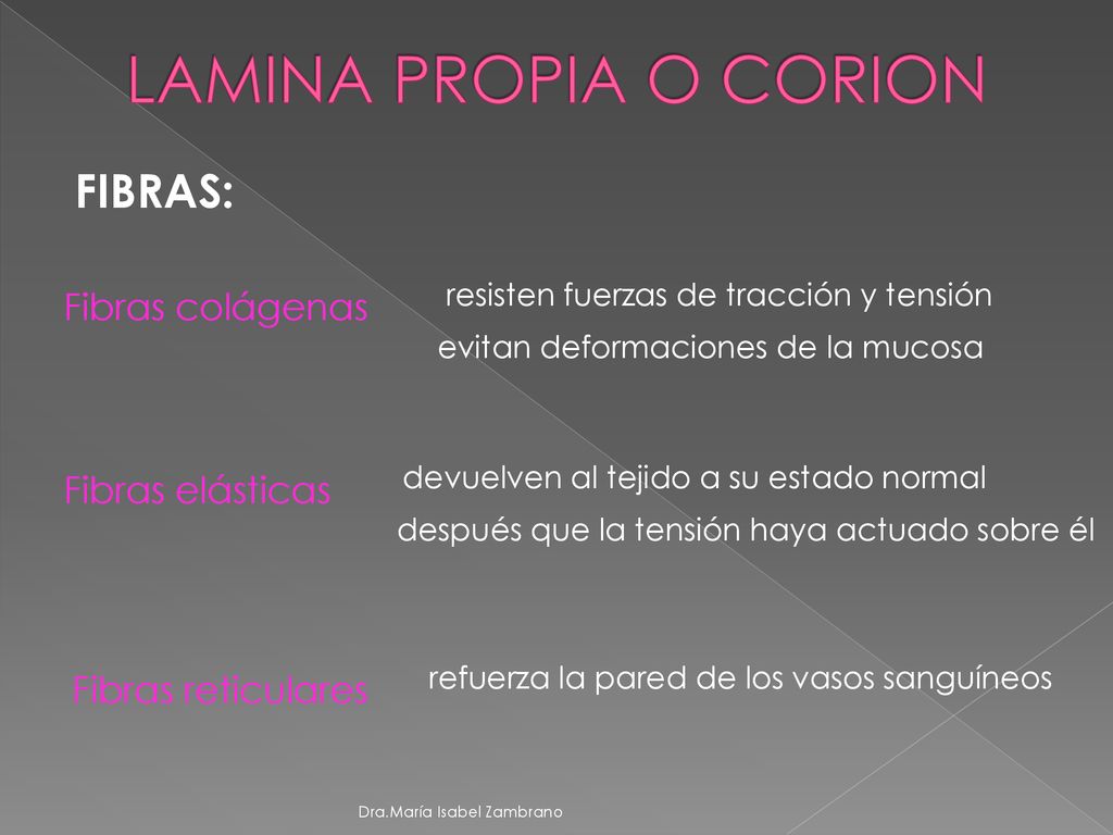 LAMINA PROPIA O CORION FIBRAS: Fibras colágenas Fibras elásticas
